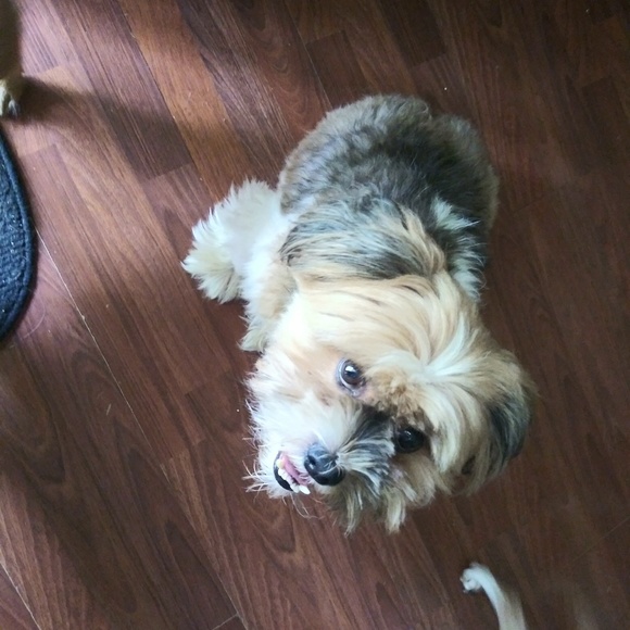 Dog - Picture 1 of 2